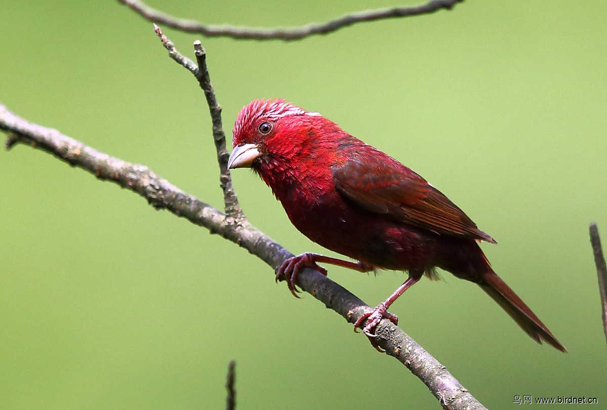 酒红朱雀gg一组