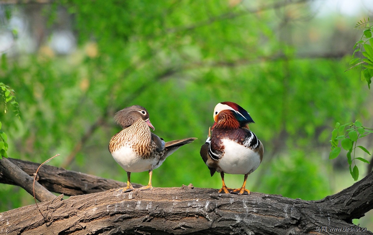 (鸳鸯)2013-36拍 (树上的鸟儿成双对)
