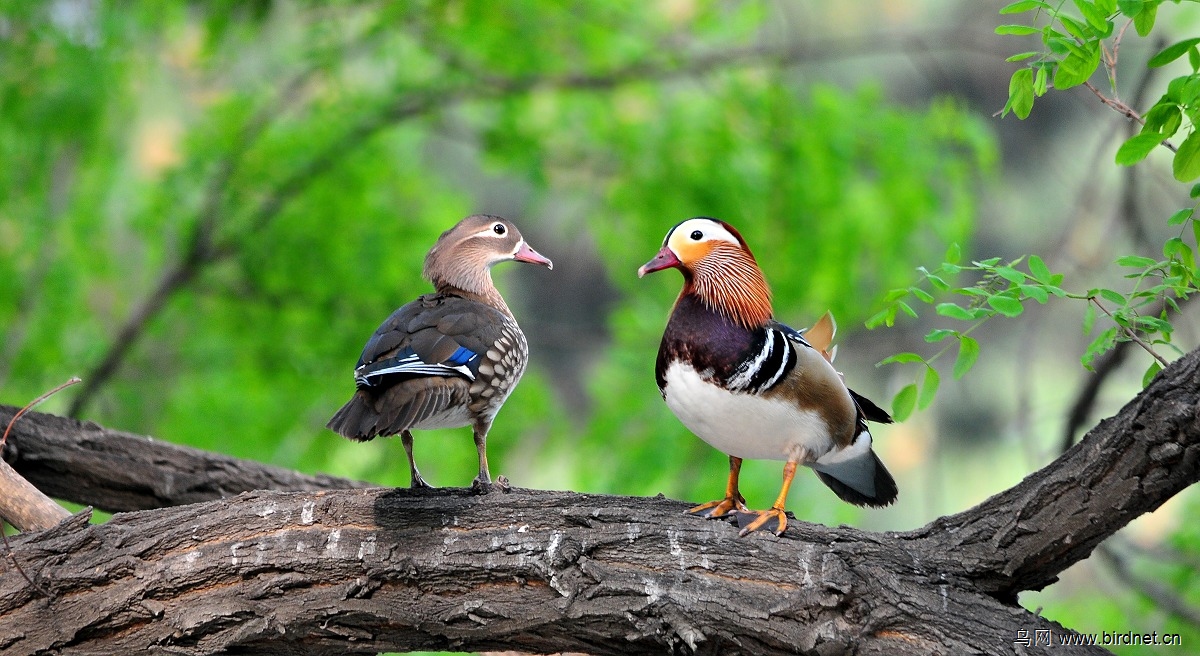 (鸳鸯)2013-36拍 (树上的鸟儿成双对)