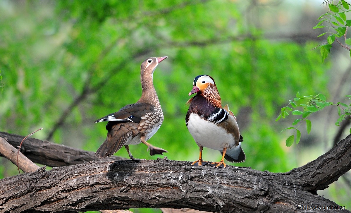 (鸳鸯)2013-36拍 (树上的鸟儿成双对)