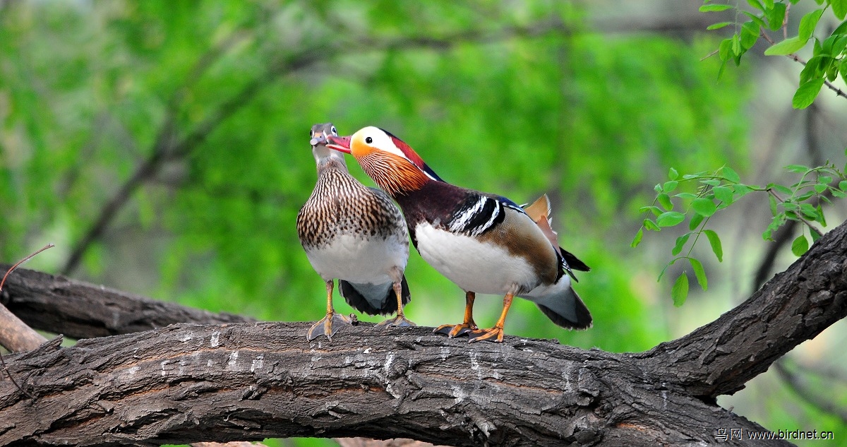 (鸳鸯)2013-36拍 (树上的鸟儿成双对)