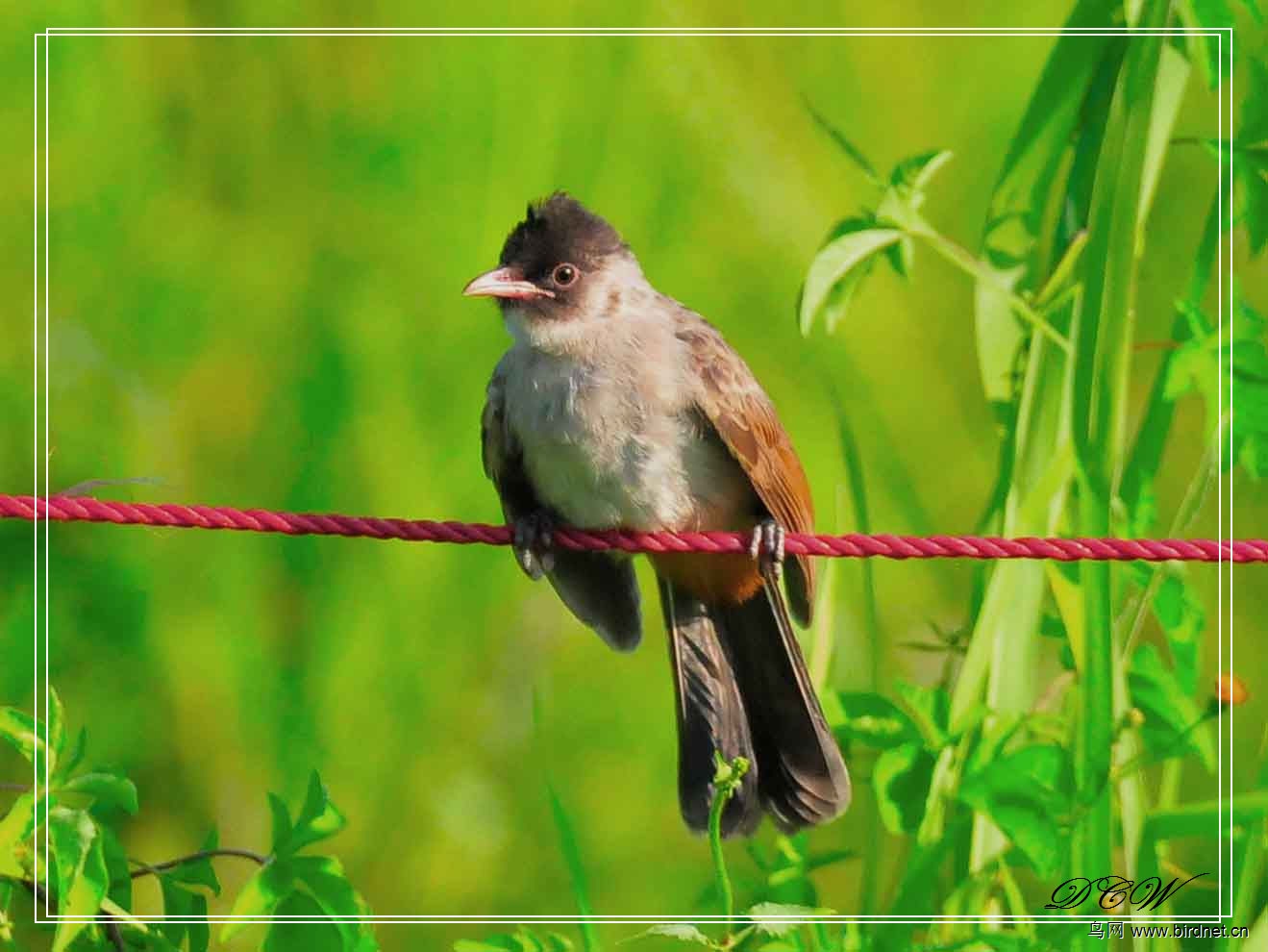 白喉红臀鹎. 幼鸟. sooty-headed bulbul.