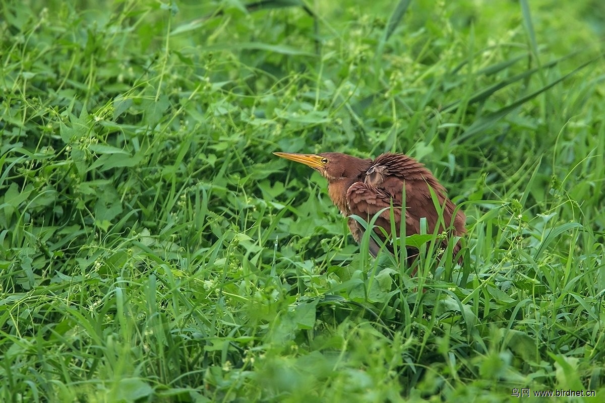 北京的夏候鸟系列之-栗苇鳽