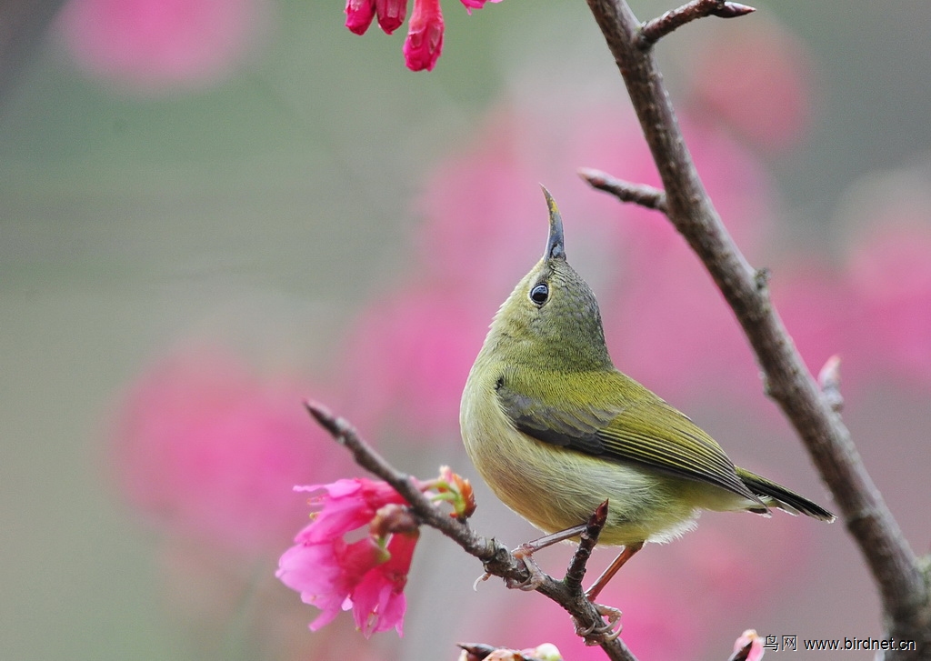 單戀一枝花