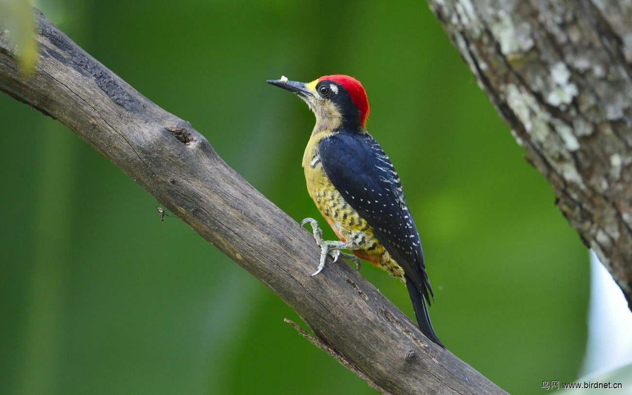橡树啄木鸟啄木鸟