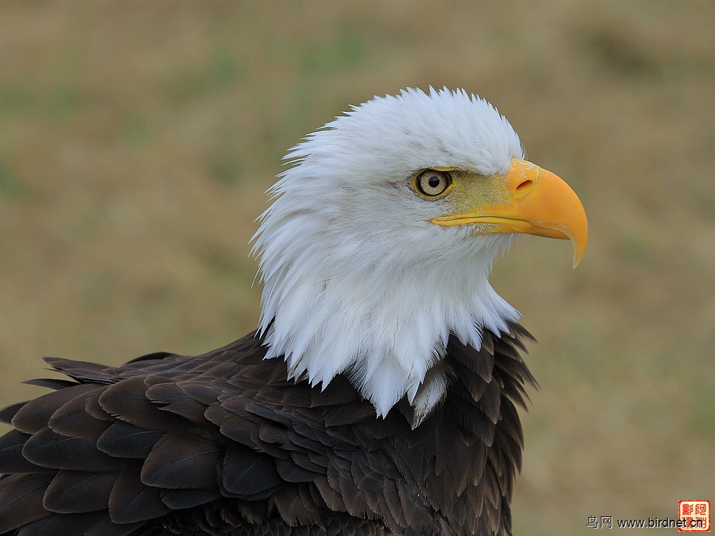 白头海雕(大头版)