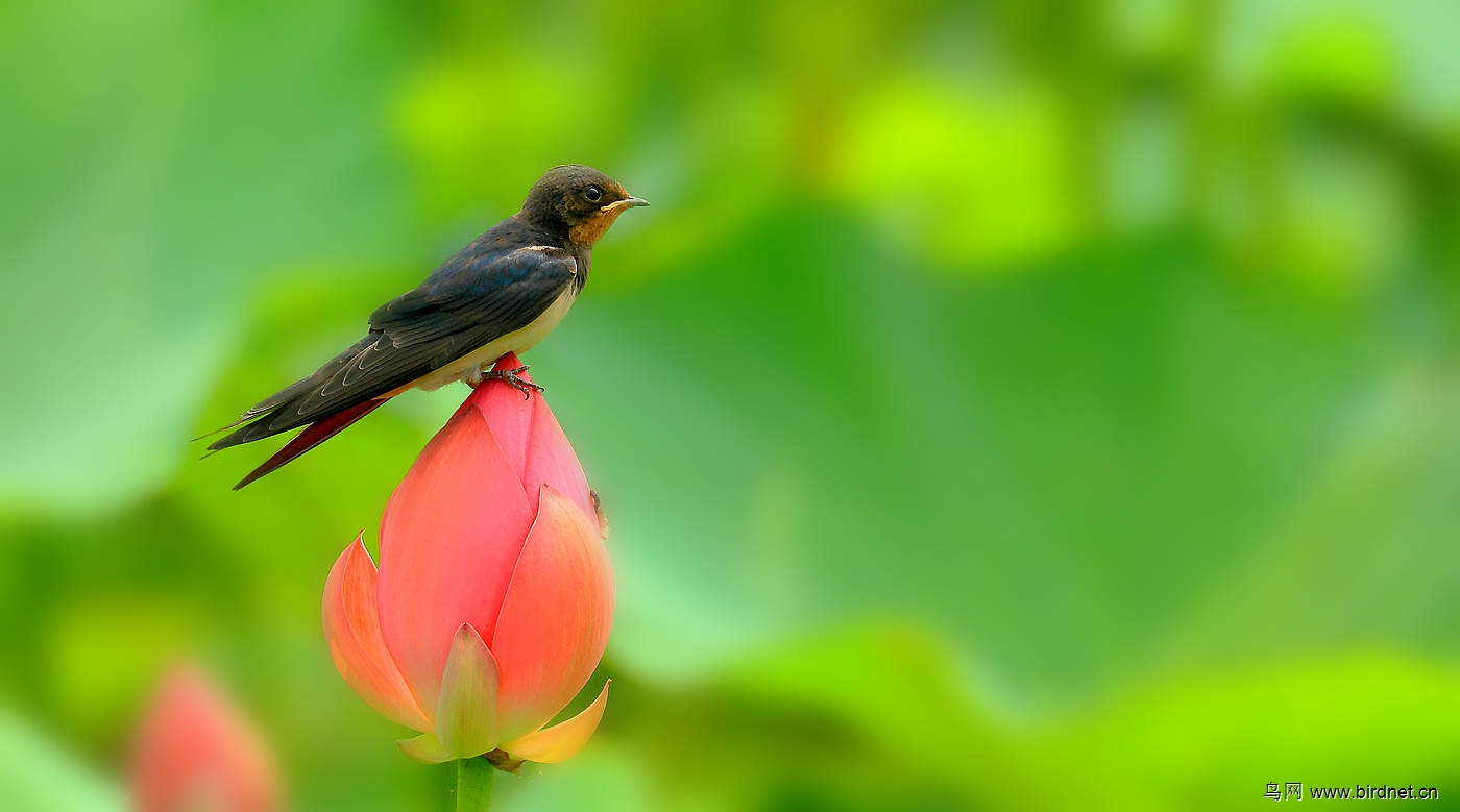 荷花· 燕子