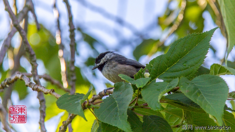 黑头山雀blackcappedchickadee美加拍鸟系列24