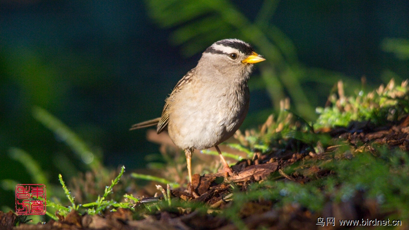 白冠带鹀(White-crowed Sparrow)--美、加拍鸟