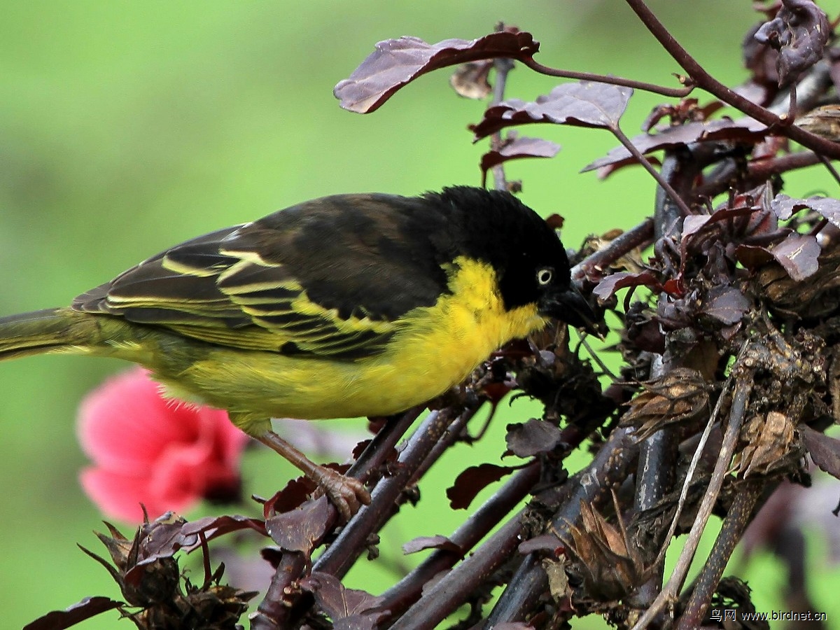 一组群栖织巢鸟