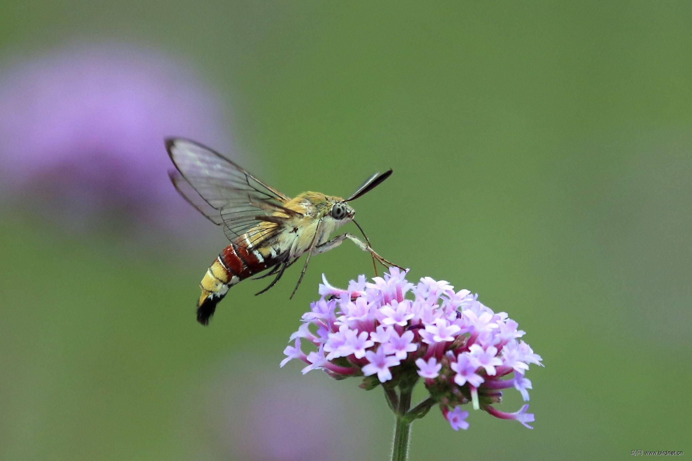 长喙天蛾--------黄背和绿背
