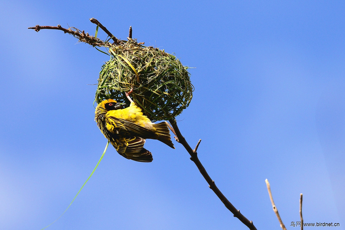 记录织布鸟在编织筑巢