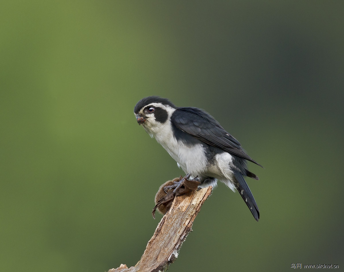 白腿小隼的"猎物"