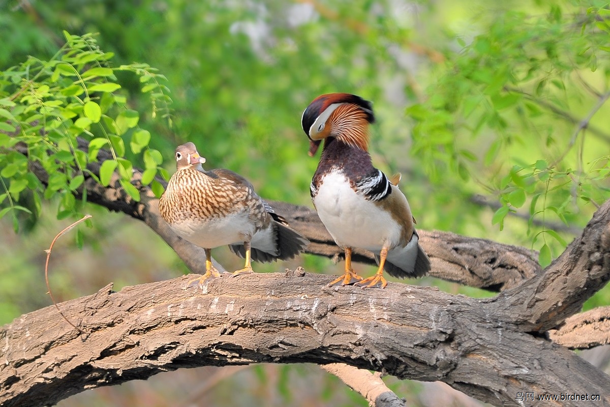 树上的鸳鸯成双对