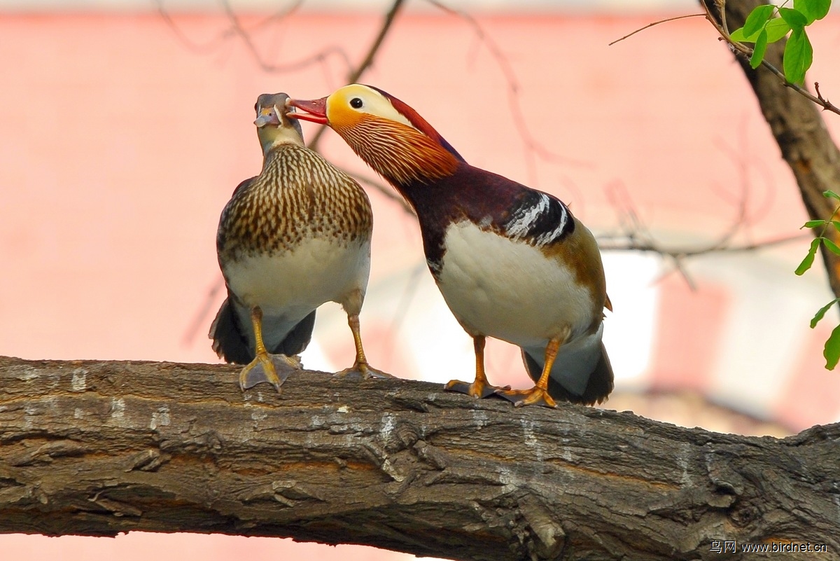 树上的鸳鸯成双对