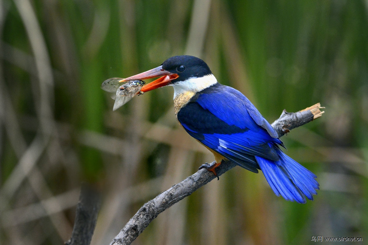 蓝翡翠的美餐蝉与独爪蟹