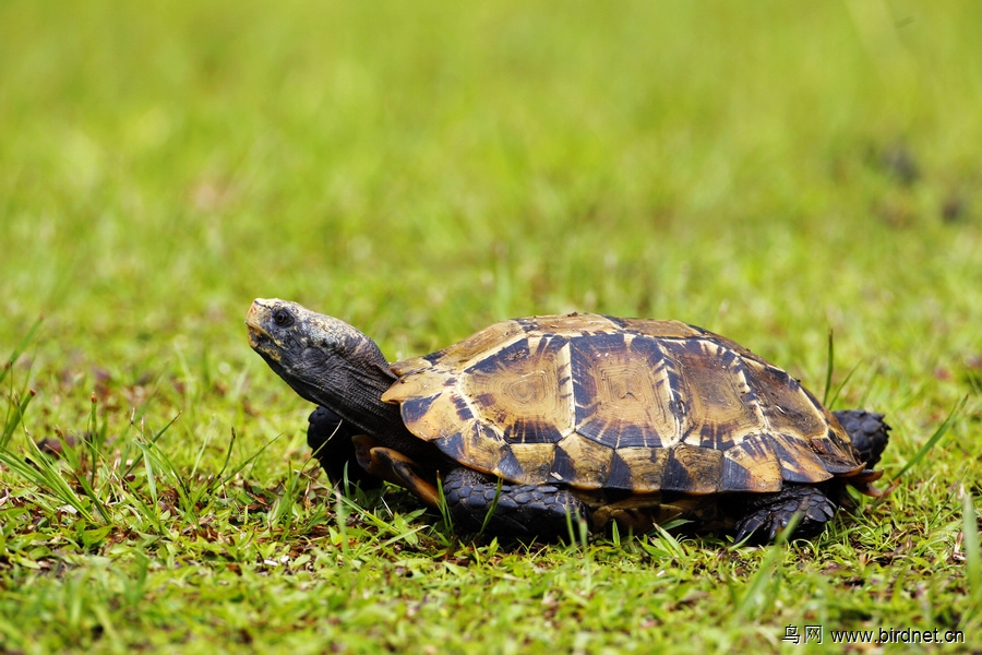 凹甲陆龟,俗名为麒麟陆龟 (manouria impressa)