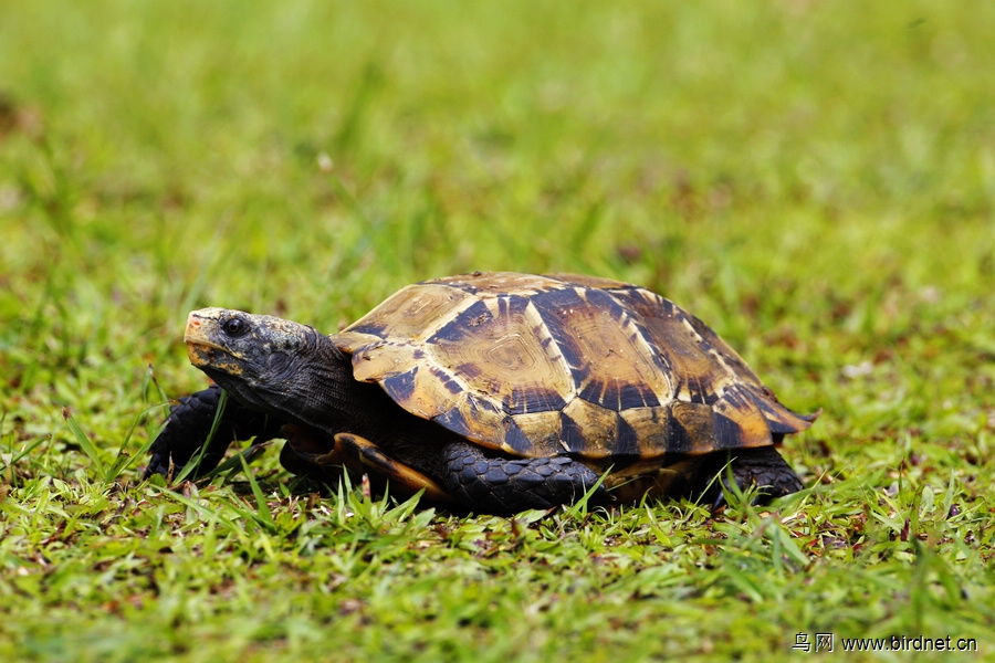 凹甲陆龟,俗名为麒麟陆龟 (manouria impressa)