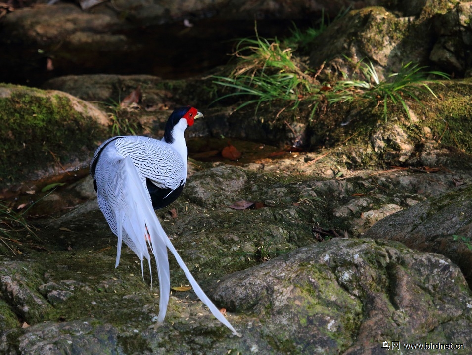 白鷳鳥 silver pheasant