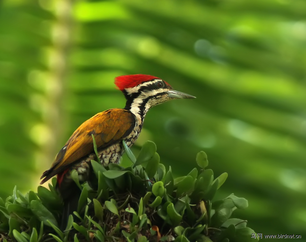 (金背三趾啄木鸟) 金背三趾啄木鸟