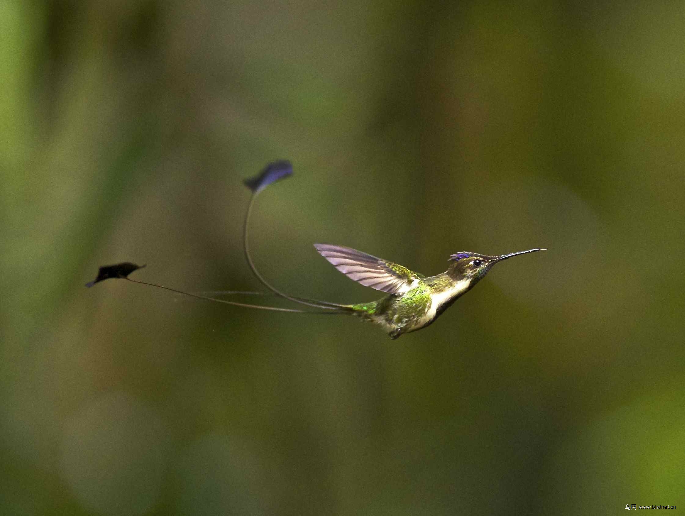 一组叉扇尾蜂鸟