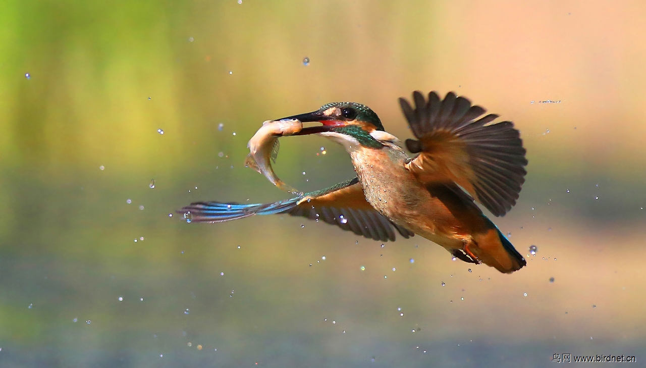 (普通翠鸟) 欢快的打鱼郎 (普通翠鸟)