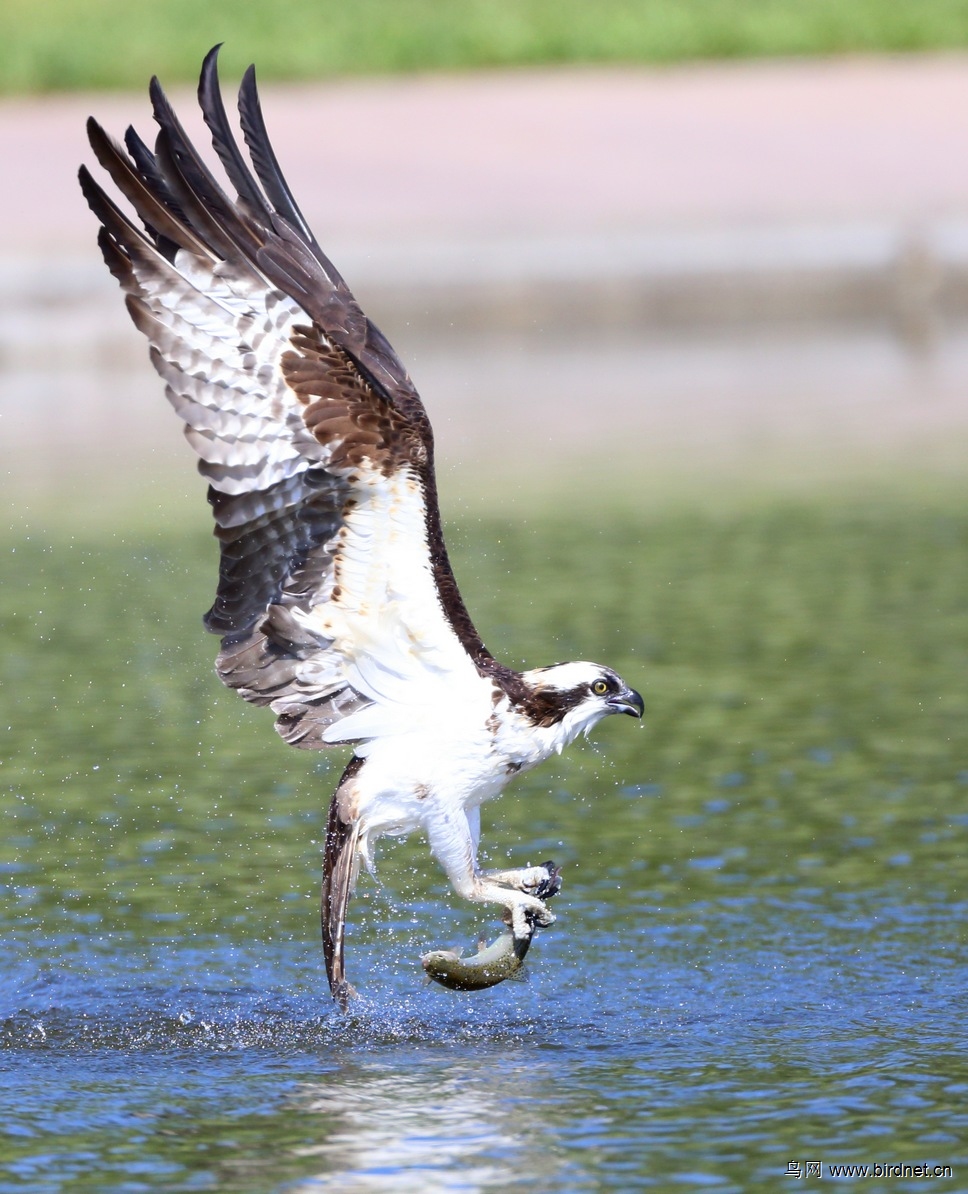 鹗鹰抓鱼一组献给版主义胆雄风和江西鸟友
