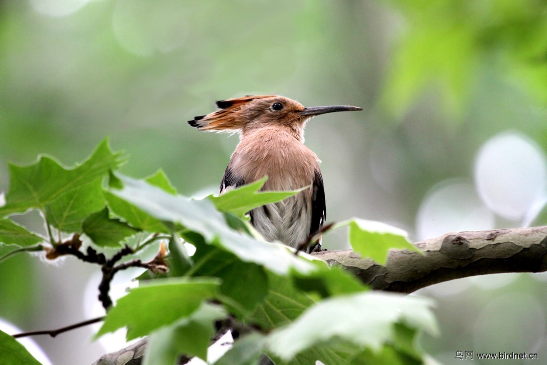 梧桐树上的戴胜