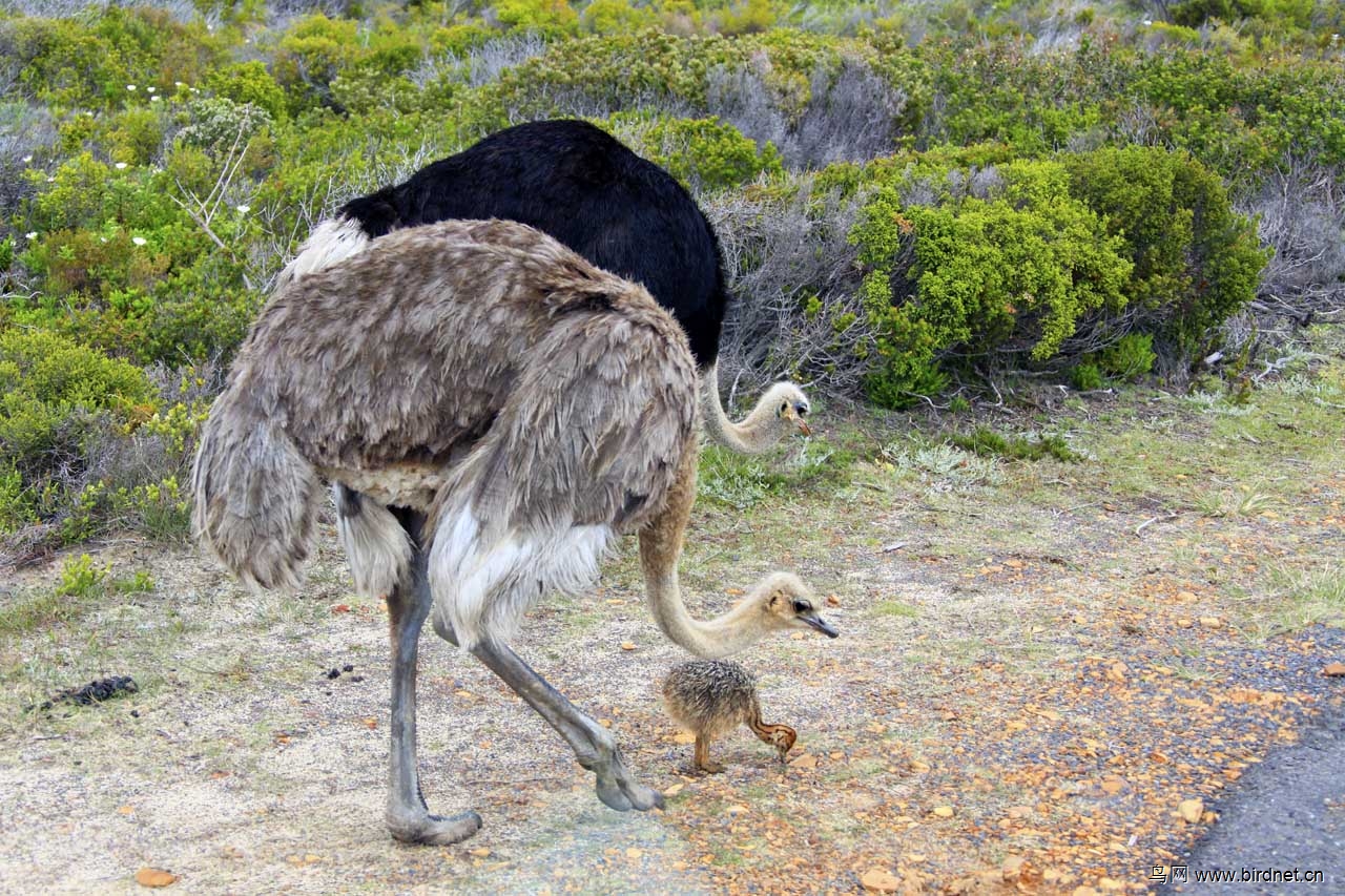 鸵鸟一家亲