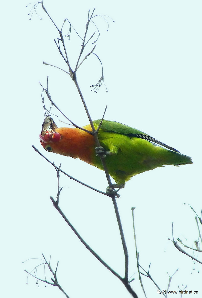 野外记录面罩情侣鹦鹉 - 辽宁版 liaoning 鸟网