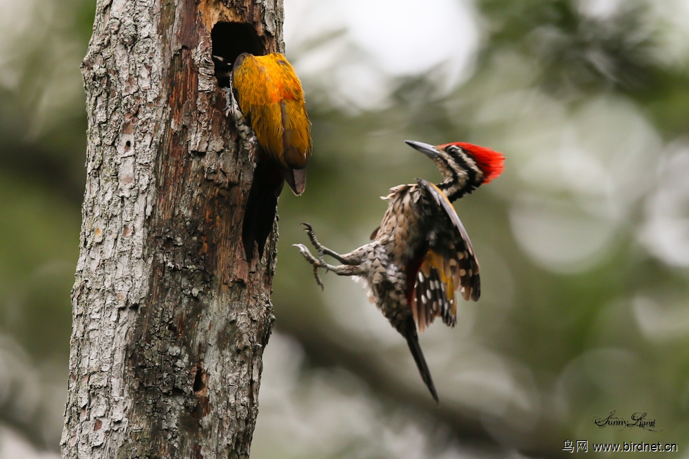 新加坡拍金背三趾啄木鸟