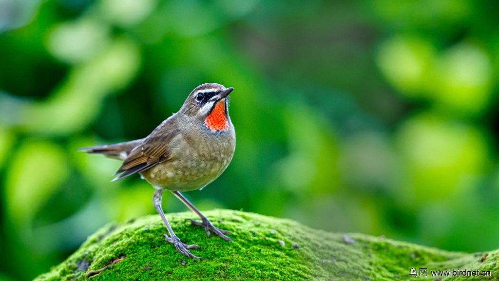 终于拍到红靛颏公鸟了