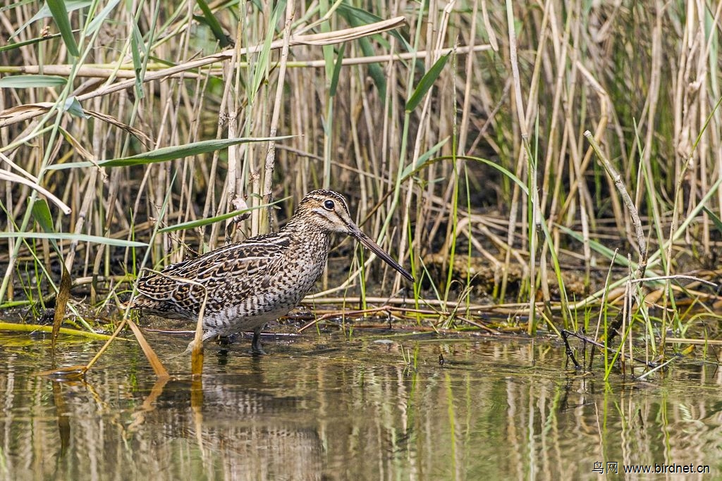 苇丛中钻出一只沙锥