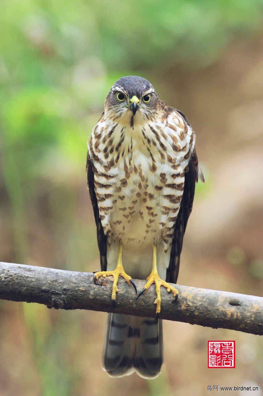 (日本松雀鹰)竖拍版的松雀鹰