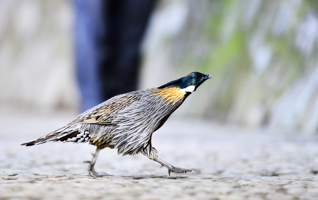 中秋月圆勺鸡梦