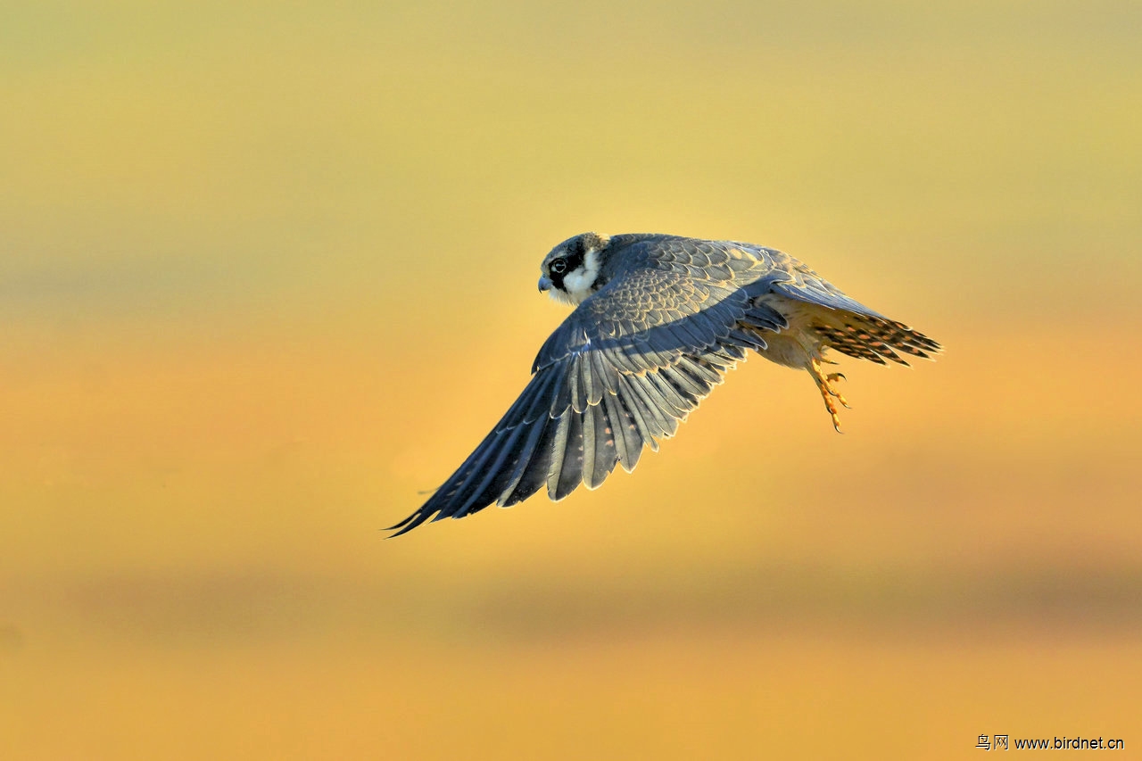 金色朝阳陪伴着飞舞的燕隼点击看大图