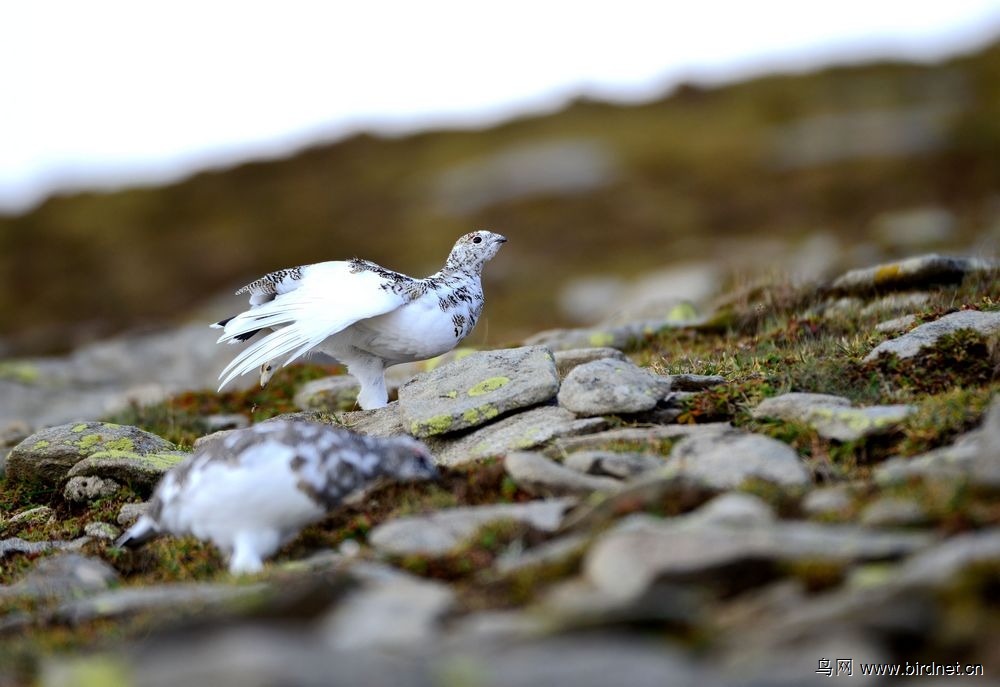 中国珍稀鸟类岩雷鸟开始换冬羽了