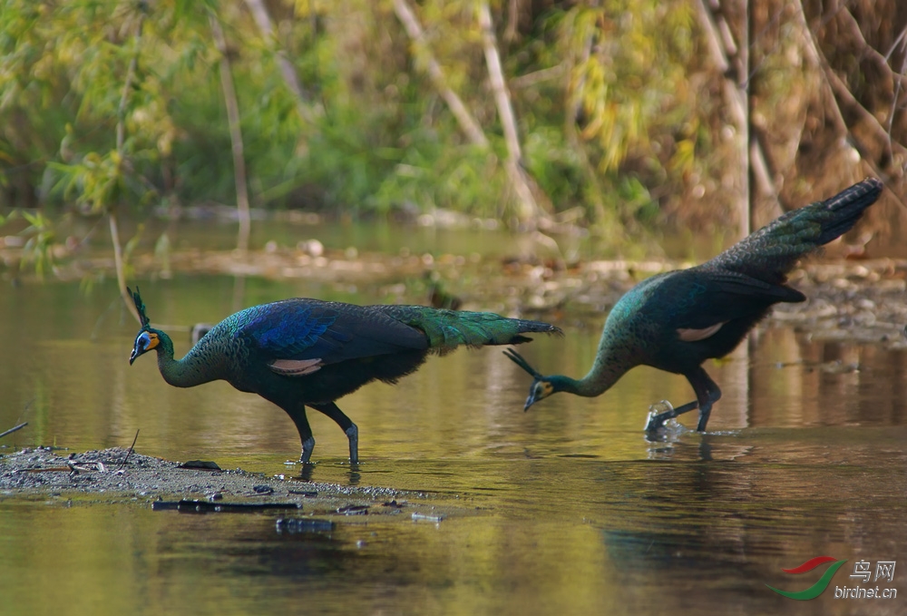 green-peafowl-042.jpg
