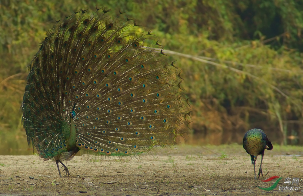 green-peafowl-082.jpg