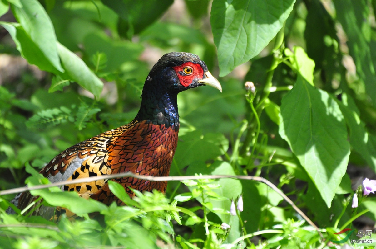 9.30 老国鸿 332.jpg