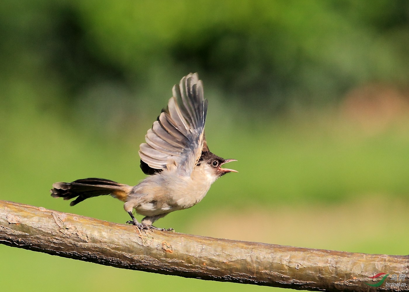 红臀鹎亚成鸟飞版