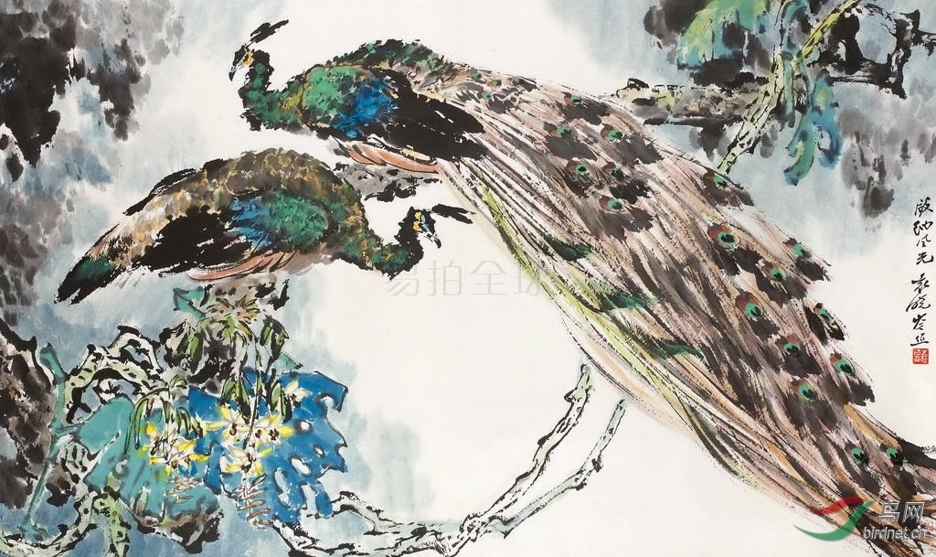 继续野生绿孔雀资料整理