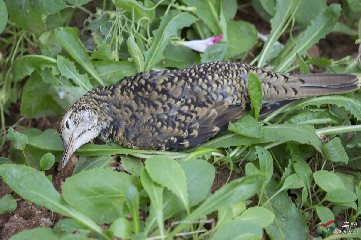我们又救助了一只丘鹬