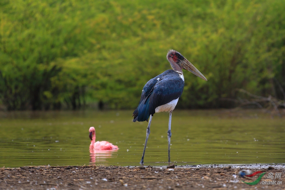 【贺鸟网新版---秃鹳猎杀火烈鸟】