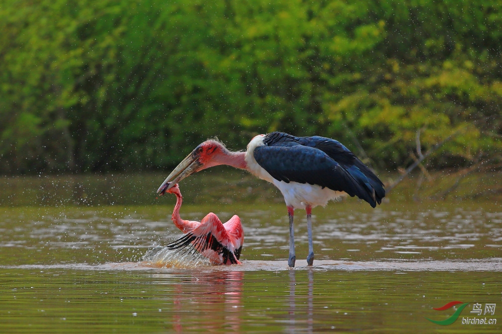【贺鸟网新版---秃鹳猎杀火烈鸟】