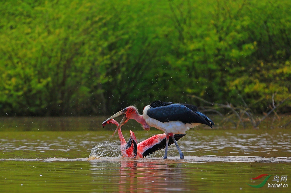 【贺鸟网新版---秃鹳猎杀火烈鸟】