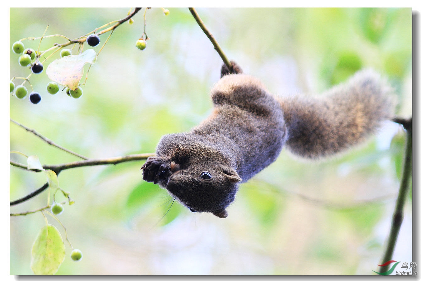 大叶樟树上的赤腹松鼠 - 野生动物 wild animals 鸟网