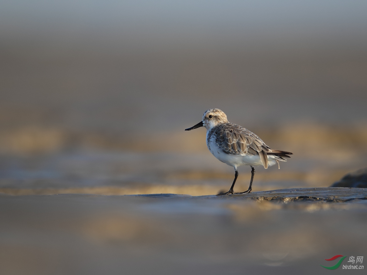 美丽的小洋口,鸻鹬的天堂