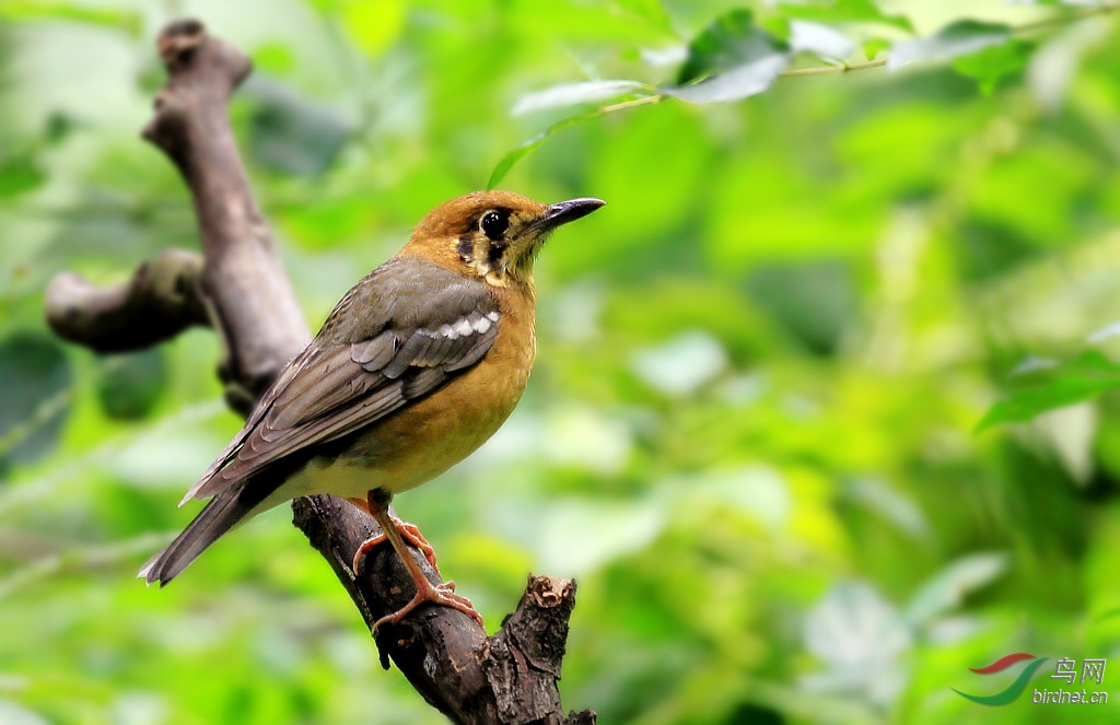 橙头地鸫【雌鸟】