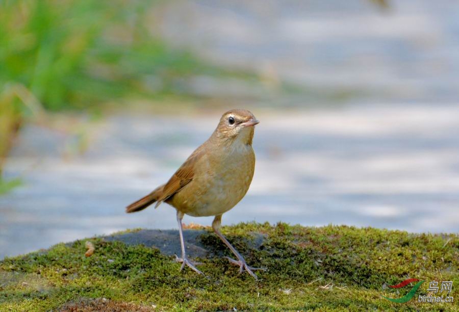 点颏国庆节再拍蓝点颏分享